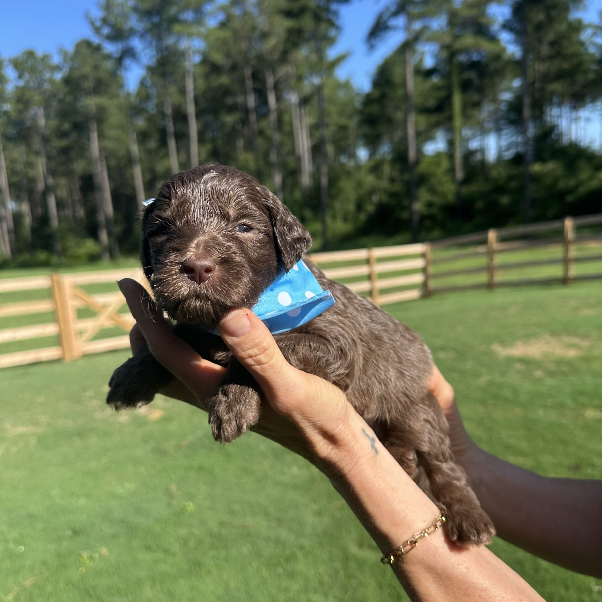 Skylar’s MALE medium goldendoodle REEF