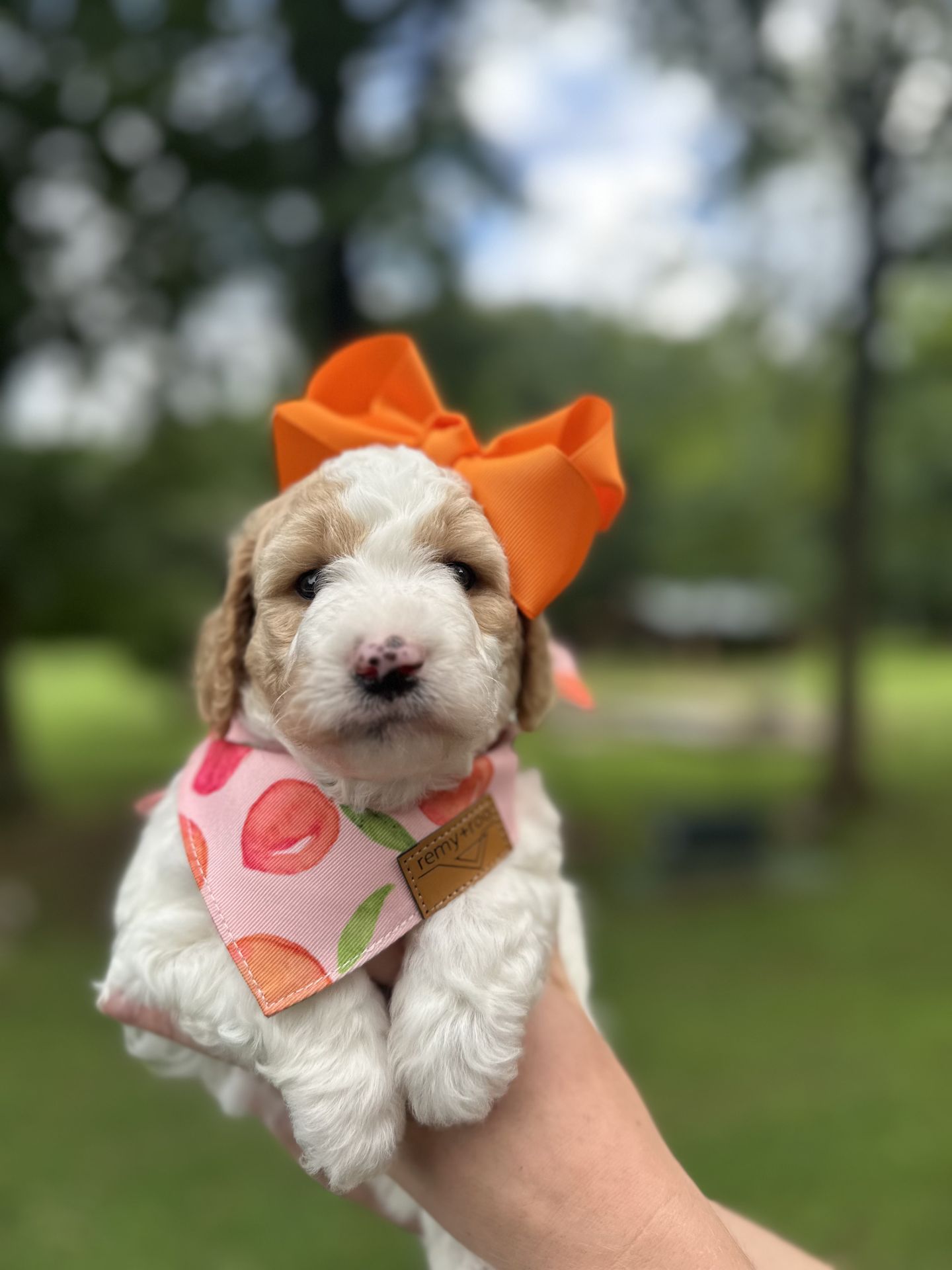 Sophie's FEMALE MINI GOLDENDOODLE CAPRI
