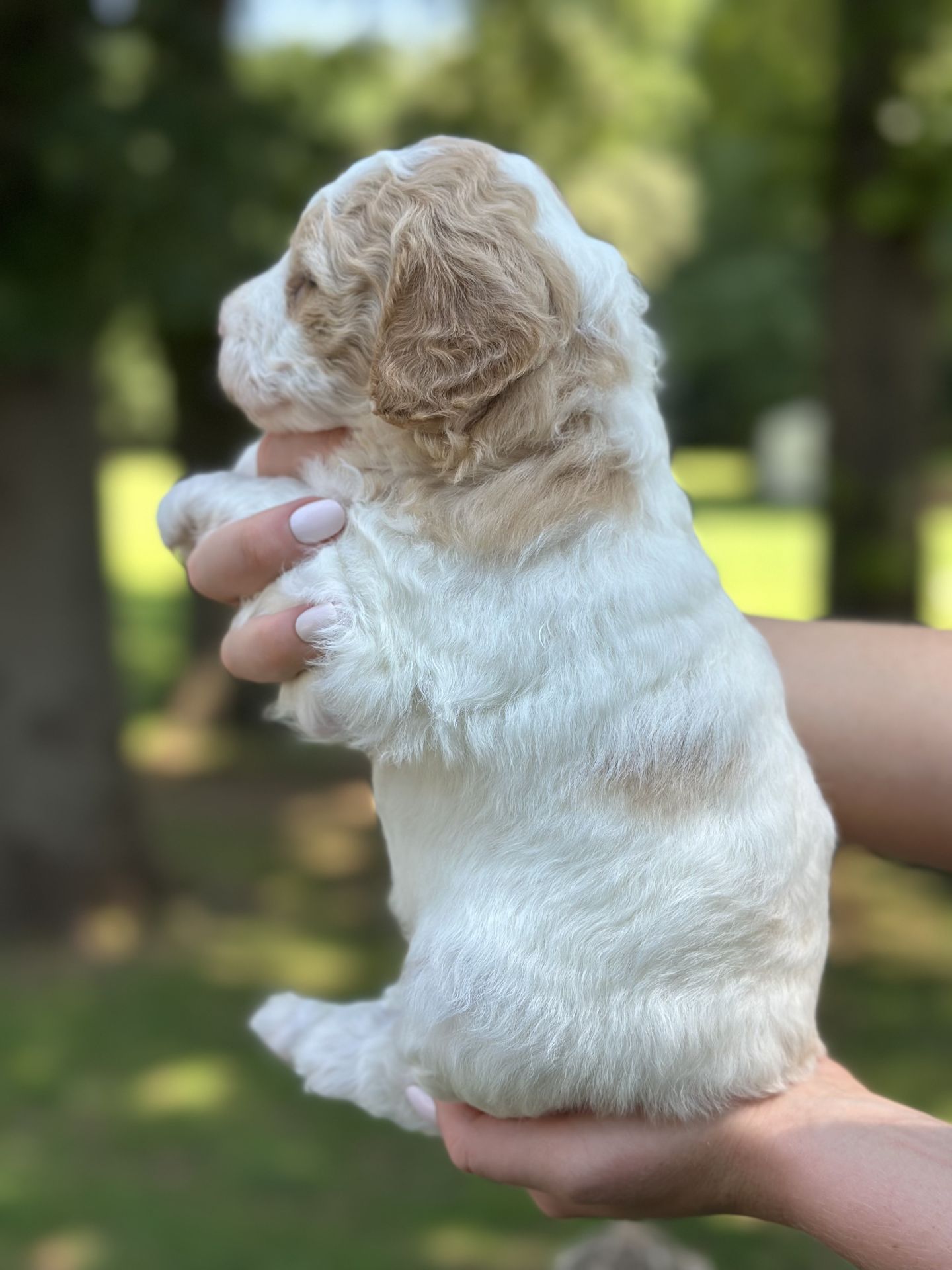 Sophie's FEMALE MINI GOLDENDOODLE CAPRI
