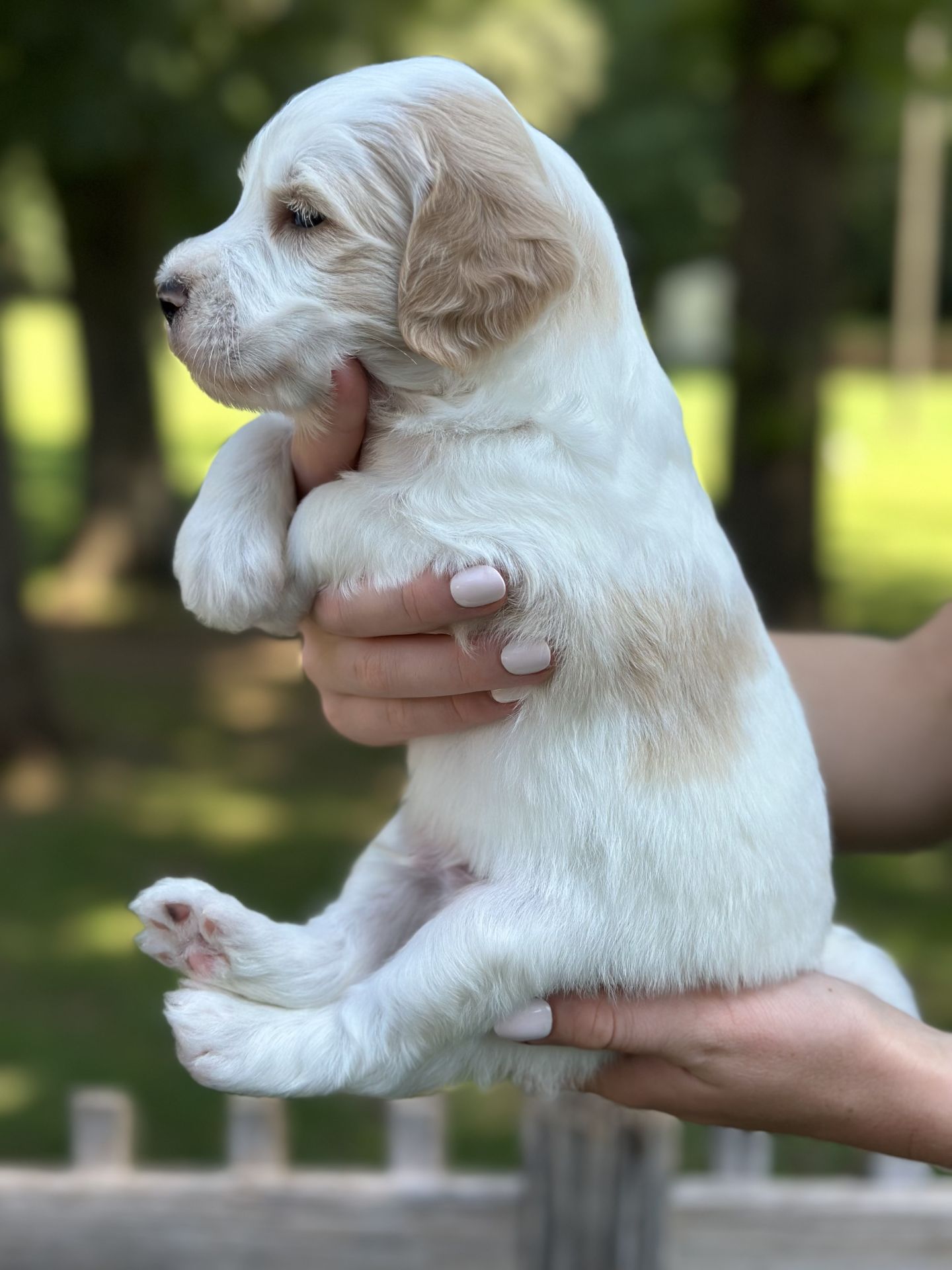 Sophie's MALE MINI GOLDENDOODLE COVE