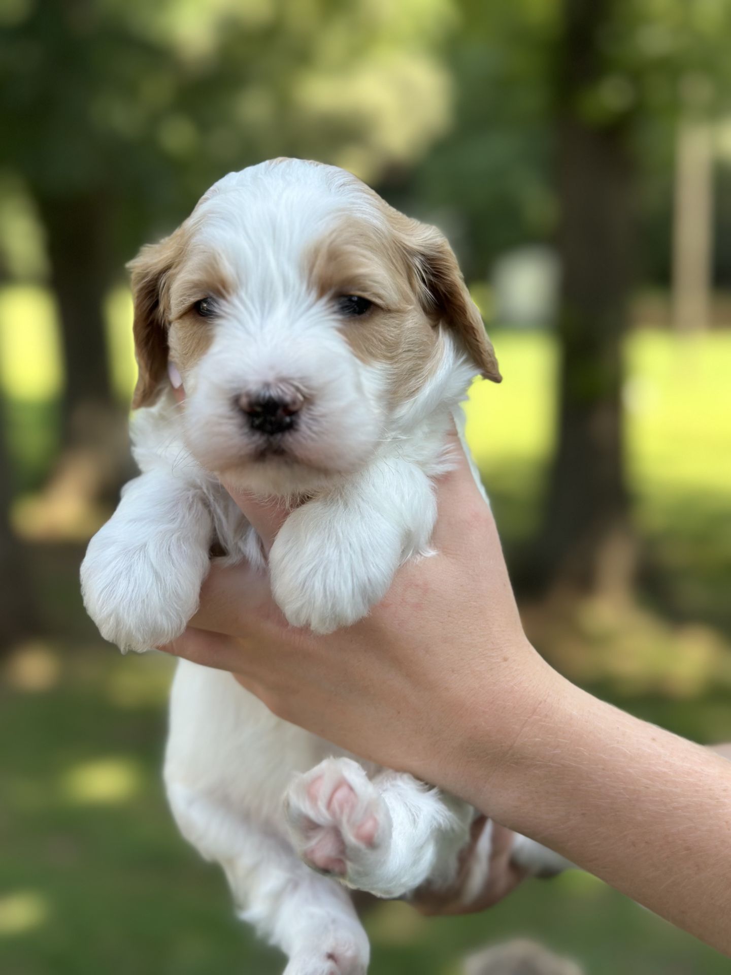 Sophie's MALE MINI GOLDENDOODLE COAST