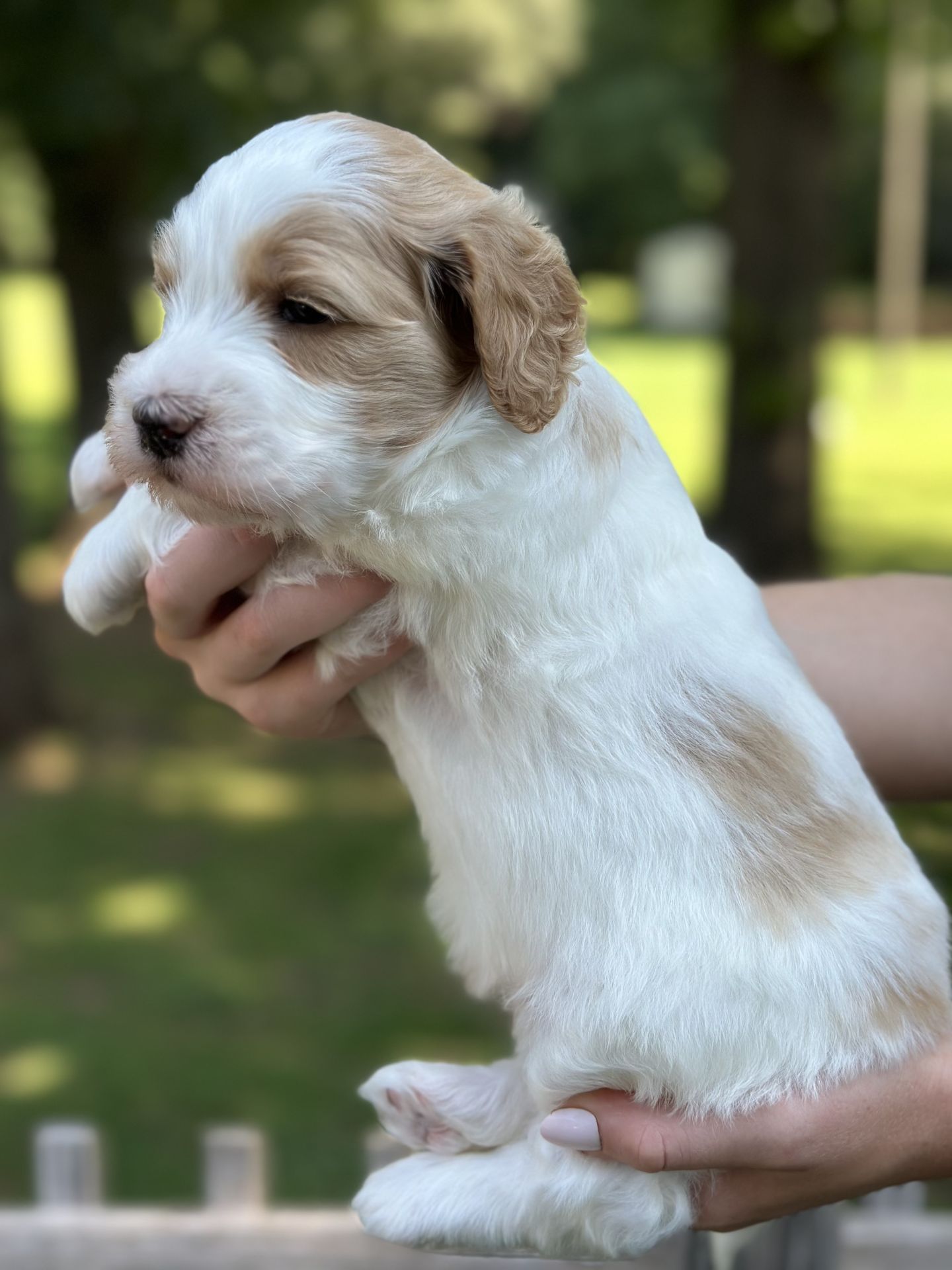 Sophie's MALE MINI GOLDENDOODLE COAST