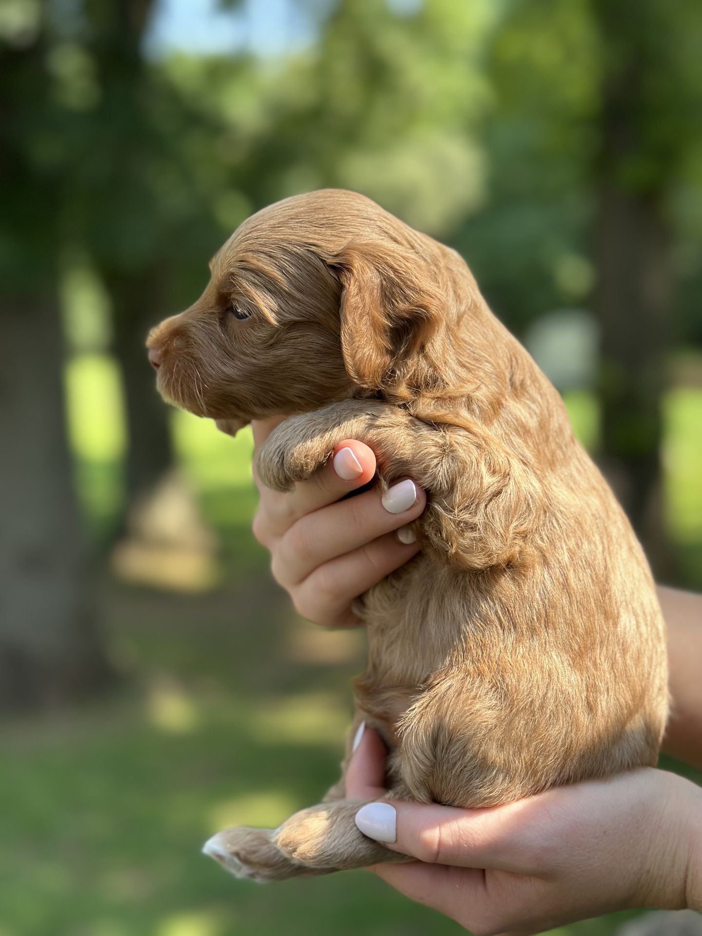 Stella's MALE MINI GOLDENDOODLE KASH