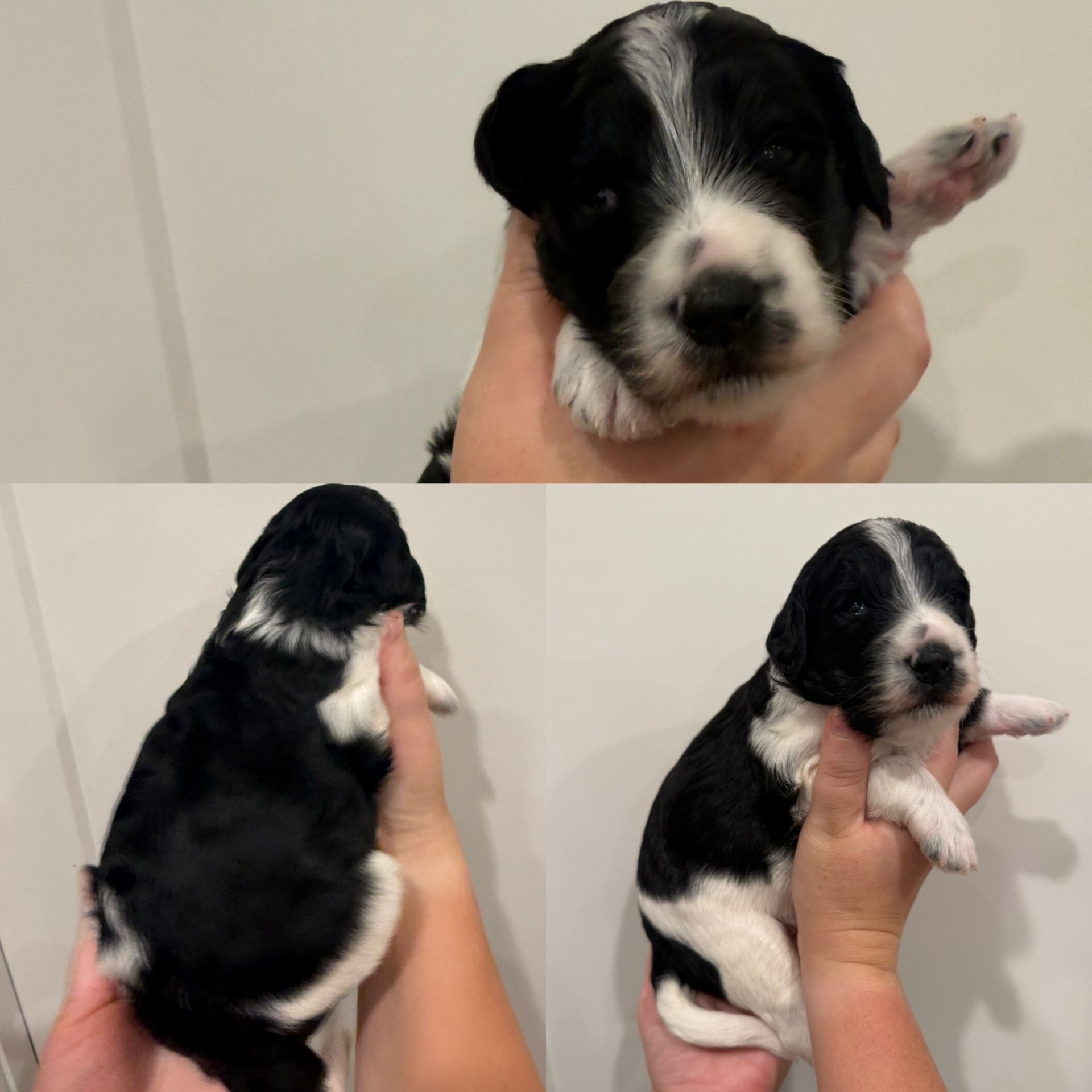 Zena’s FEMALE mini goldendoodle COOKIES & CREAM