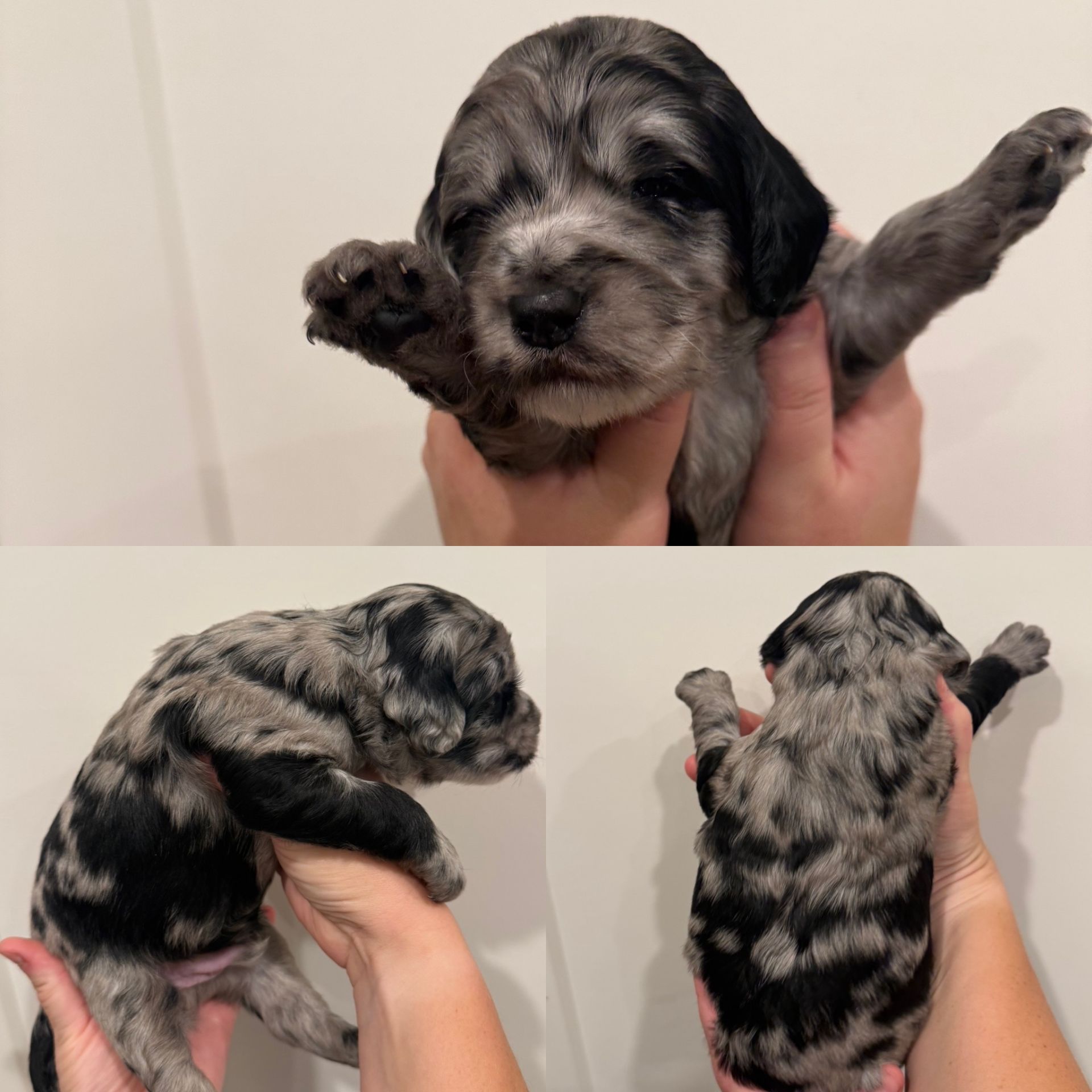 Zena’s MALE mini goldendoodle MOOSE TRACKS